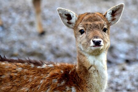 Bambi gray animal photo