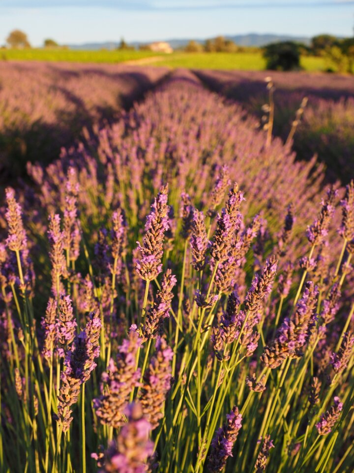 Lavender flowers violet lavender cultivation