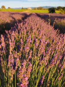 Lavender flowers violet lavender cultivation photo