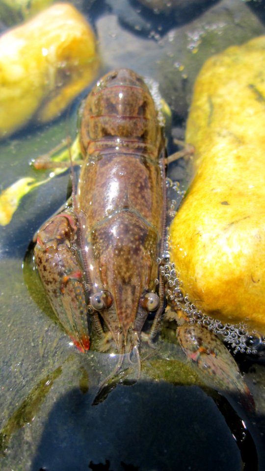 Champlain Crawfish Centered