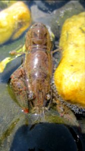 Champlain Crawfish Centered