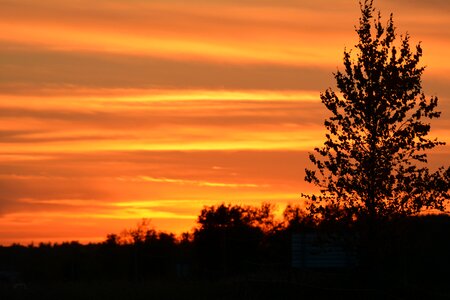 Evening sky tree silhouette orange sky photo