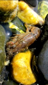 Champlain Crawfish