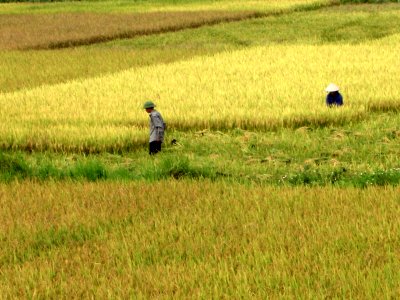 Champs de riz