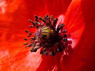 Pistils pollen detail beauty