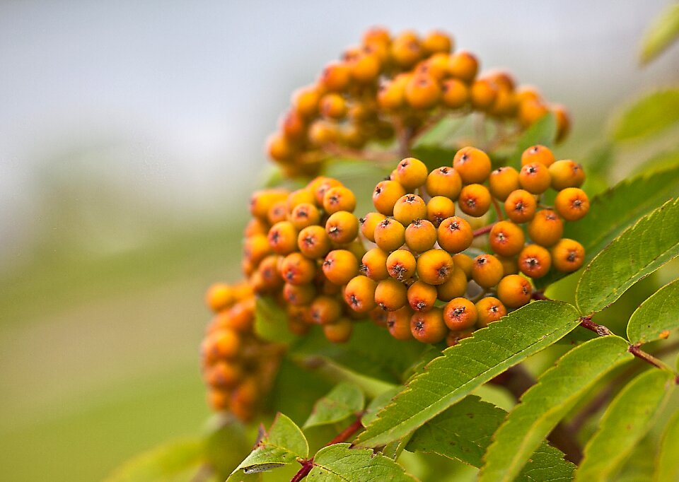 Foliage tree plant photo