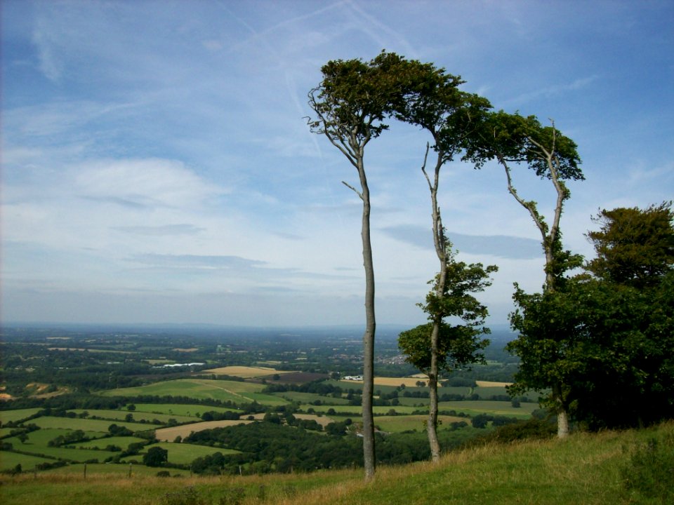 Chanctonbury Ring 6