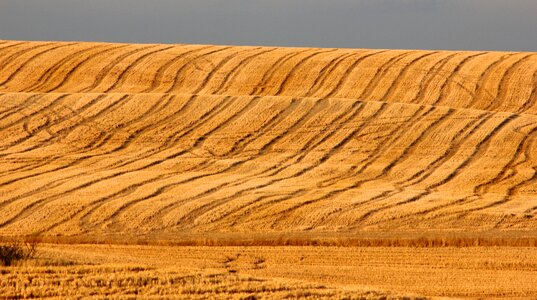 Agriculture nature wheat photo