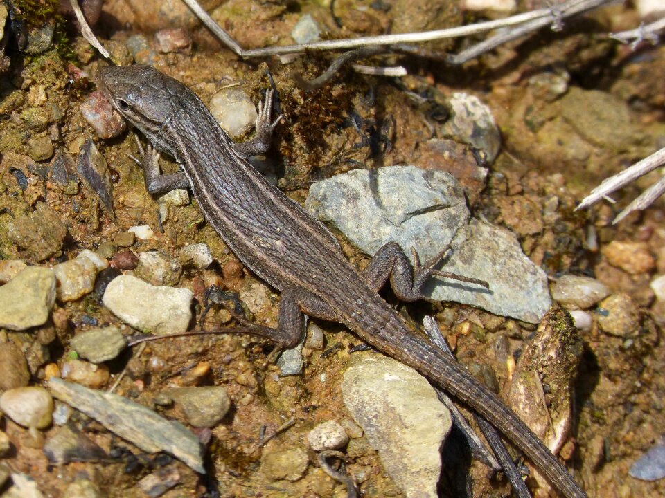 Lizard sargantana reptile