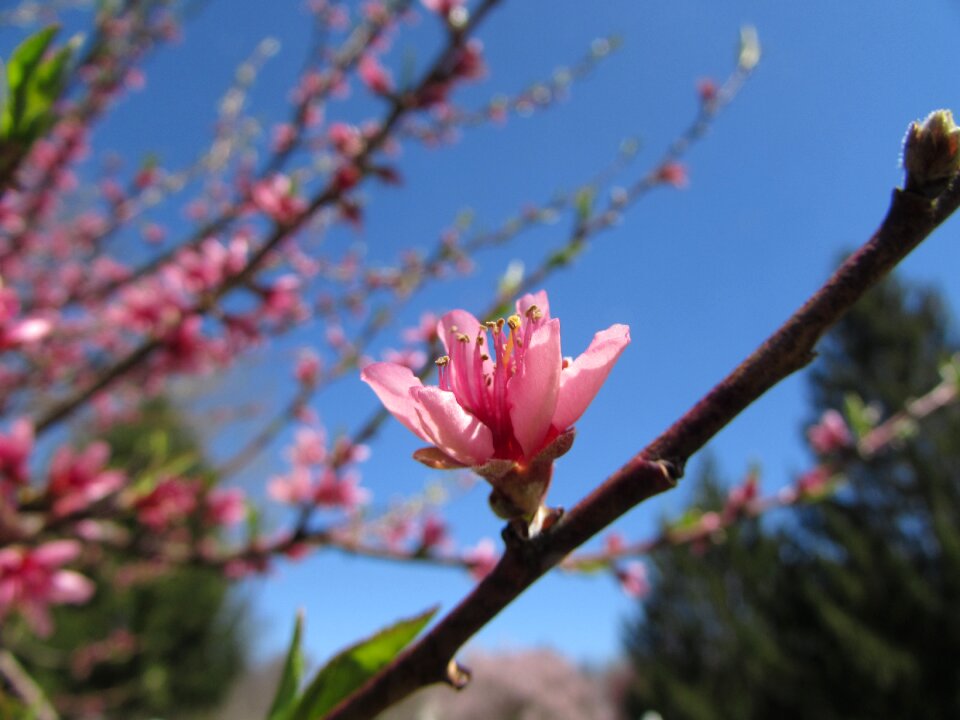 Peach spring color