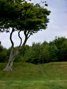 Chanctonbury Ring 2