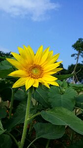 Sunflower blue sky yellow