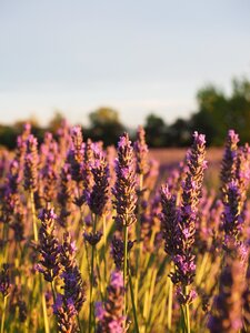 Lavender flowers violet lavender cultivation