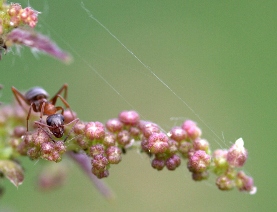 Plant macro insecta