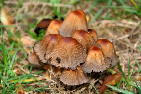 Champignons en Belgique 02