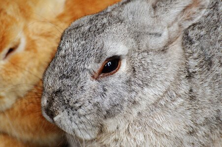 Bunny cute sweet