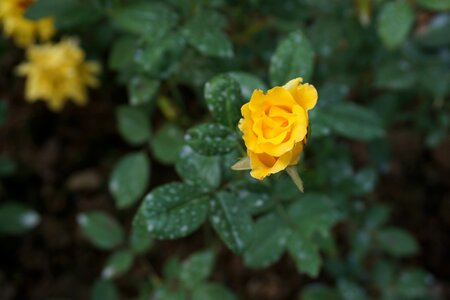 Yellow roses green leaf little flower
