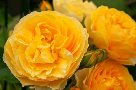 Bloom flower garden