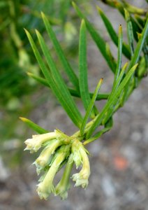 Cephalotaxus sinensis - Longwood Gardens - DSC00779