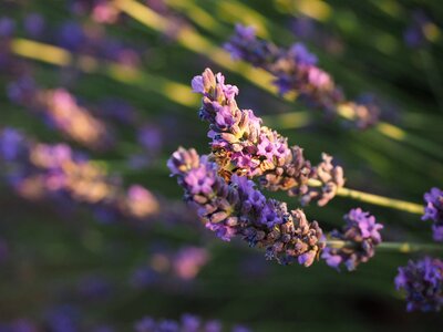 Lavender flowers violet lavender cultivation photo