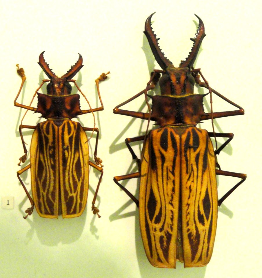 Cerambycidae - Naturmuseum Senckenberg - DSC02114