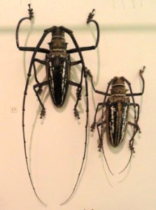Cerambycidae - Naturmuseum Senckenberg - DSC02116