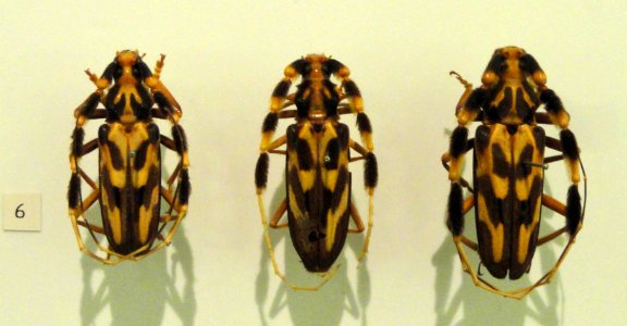 Cerambycidae - Naturmuseum Senckenberg - DSC02115