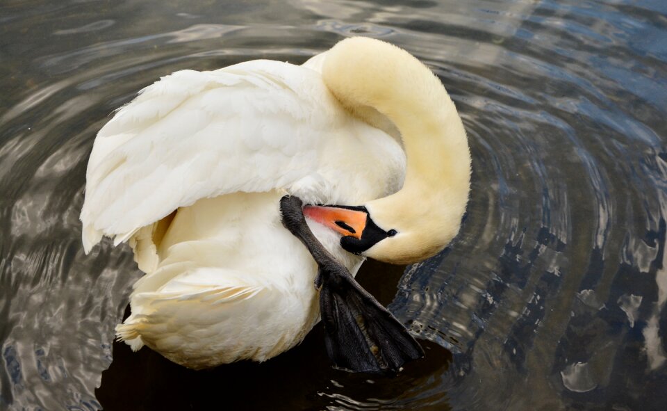 Water bird plumage pond