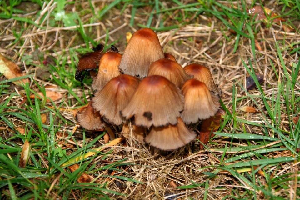 Champignons en Belgique 01