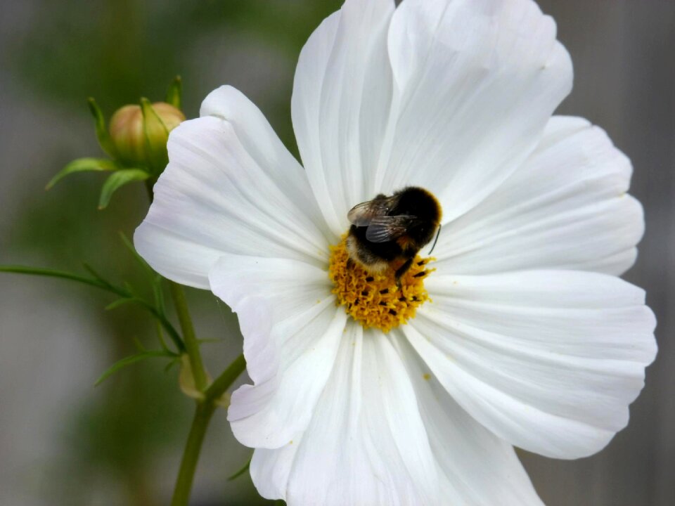 Spring nature plant