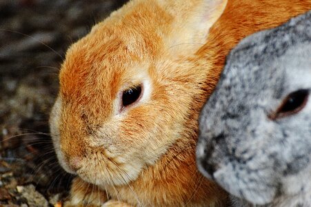 Bunny cute sweet