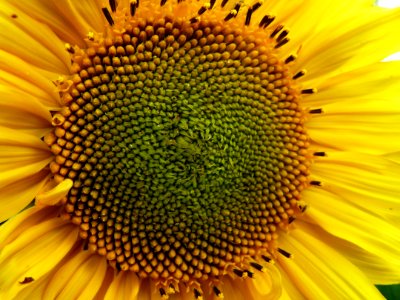 Centre de tournesol