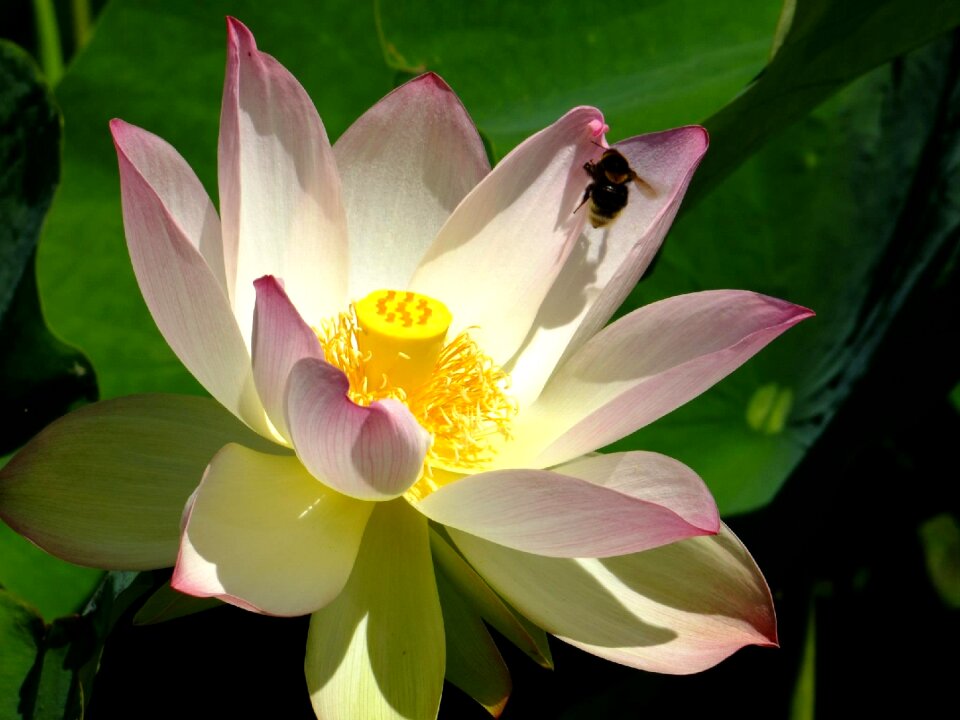 Flower natural insect