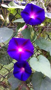 Morning glory bloom photo