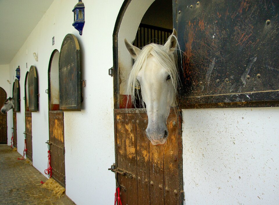 Pure blood equestrian andalusia