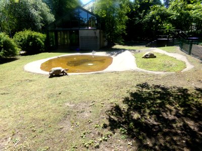 Centrochelys sulcata in Korkeasaari 1