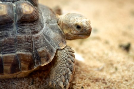 Centrochelys sulcata - closeup on head