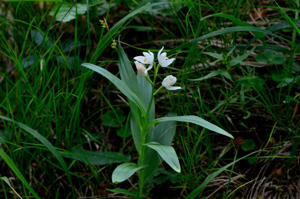 Cephalanthera longifolia flowering