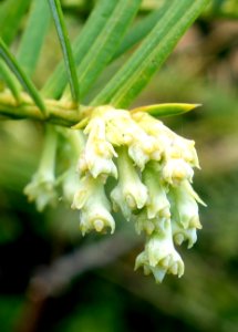 Cephalotaxus sinensis - Longwood Gardens - DSC00781