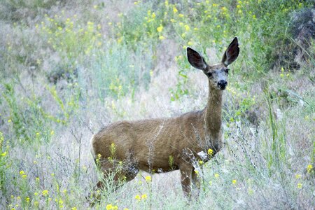 Mammal nature wildlife photo