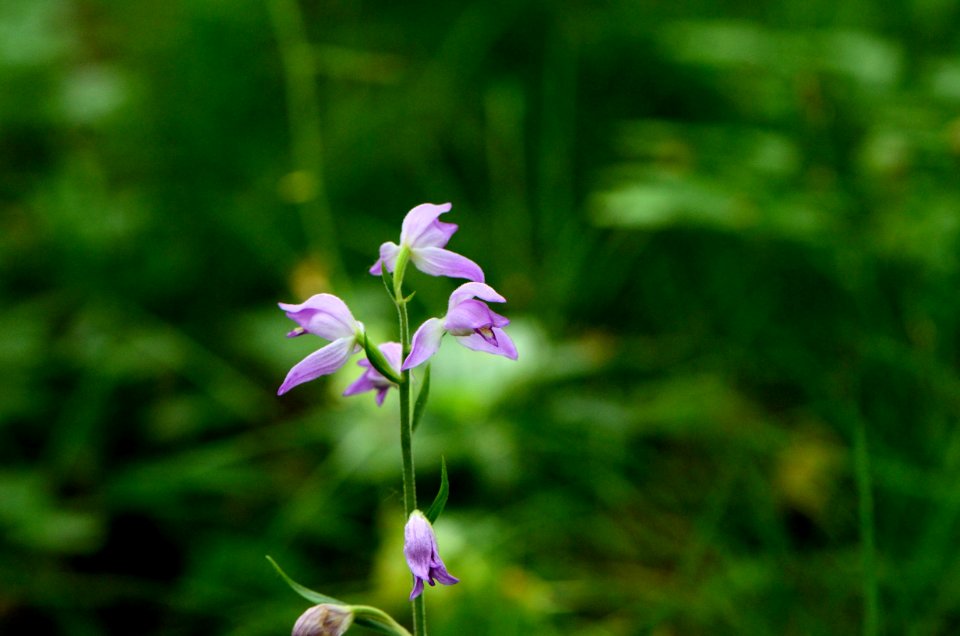 Cephalanthera rubra Habitus