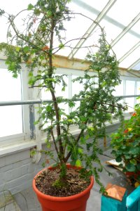 Cephalotaxus oliveri - Lyman Plant House, Smith College - DSC01924