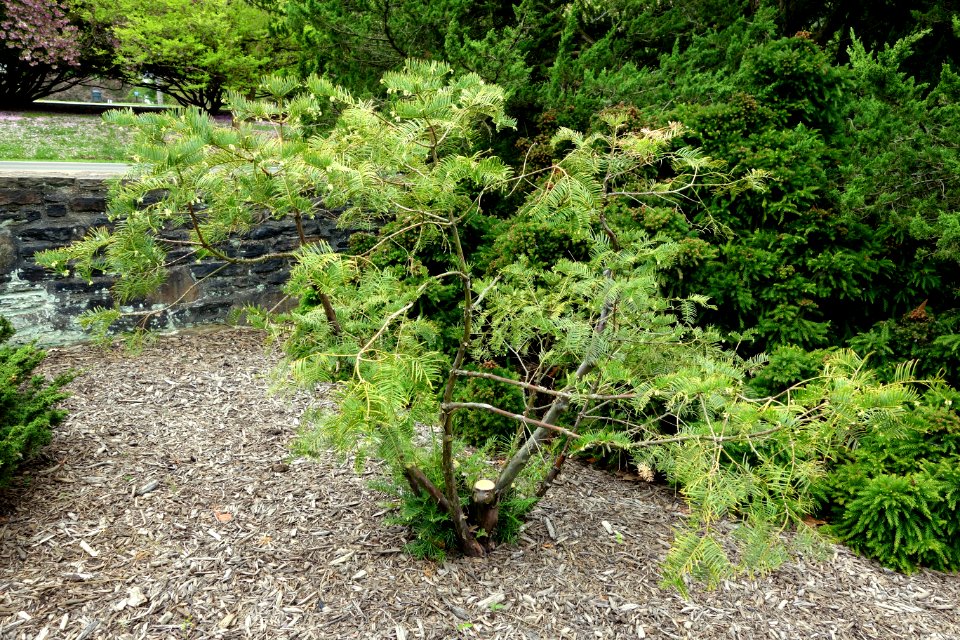 Cephalotaxus sinensis - Longwood Gardens - DSC00777