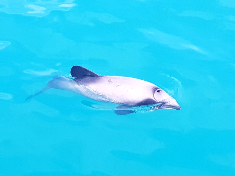 Cephalorhynchus hectori 98833054