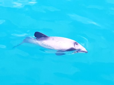 Cephalorhynchus hectori 98833054