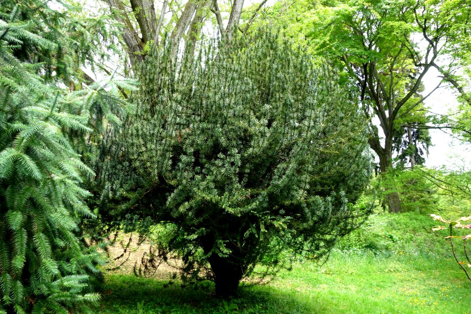 Cephalotaxus harringtonia 'Fastigiata' - Tyler Arboretum - DSC01886
