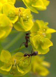 Macro insecta flower