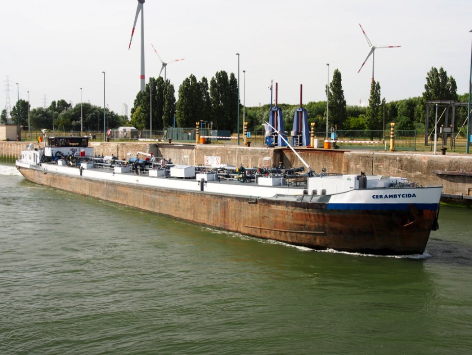 Cerambycida - ENI 06002560, Zandvlietsluis, Port of Antwerp pic3