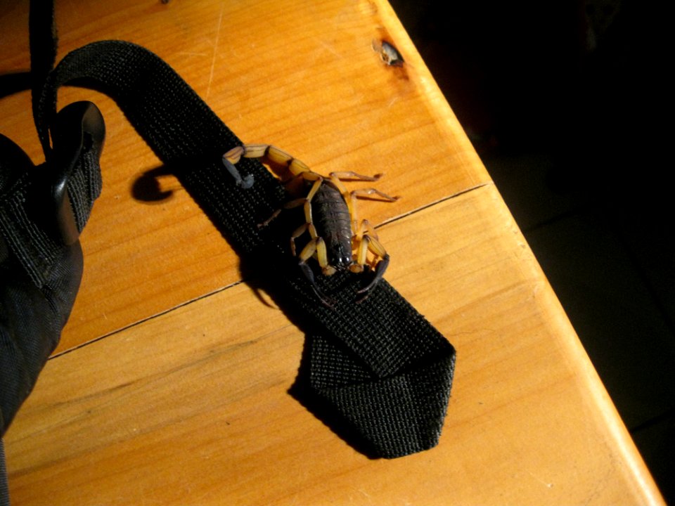 Centruroides margaritatus