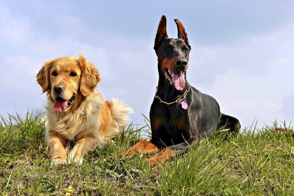 Doberman golden retriver dogs
